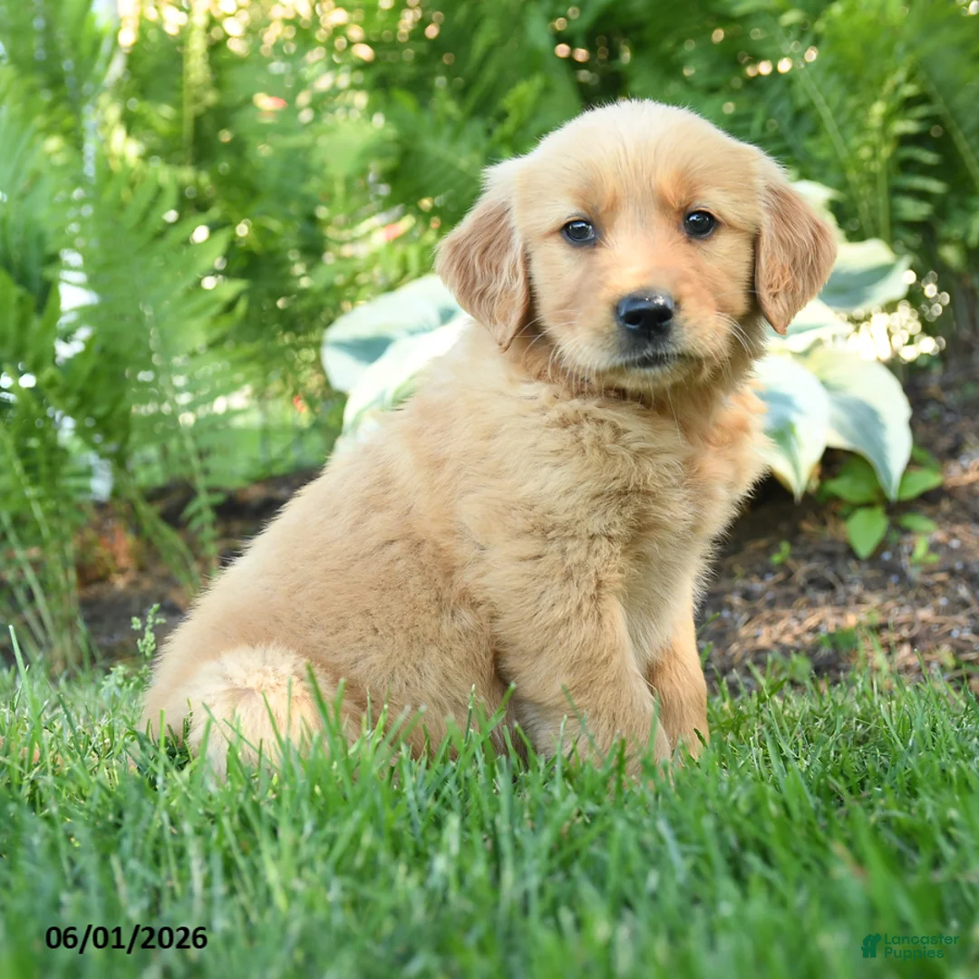 Golden Retriever dogs for sale: Rascal - Ad 1
