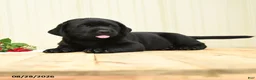 Labrador Retriever dogs for sale: Hazel - Ad 4