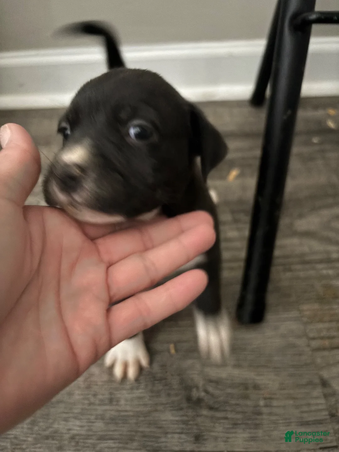 Mixed Breed dogs for sale: Mixed Breed 8 - Ad 1