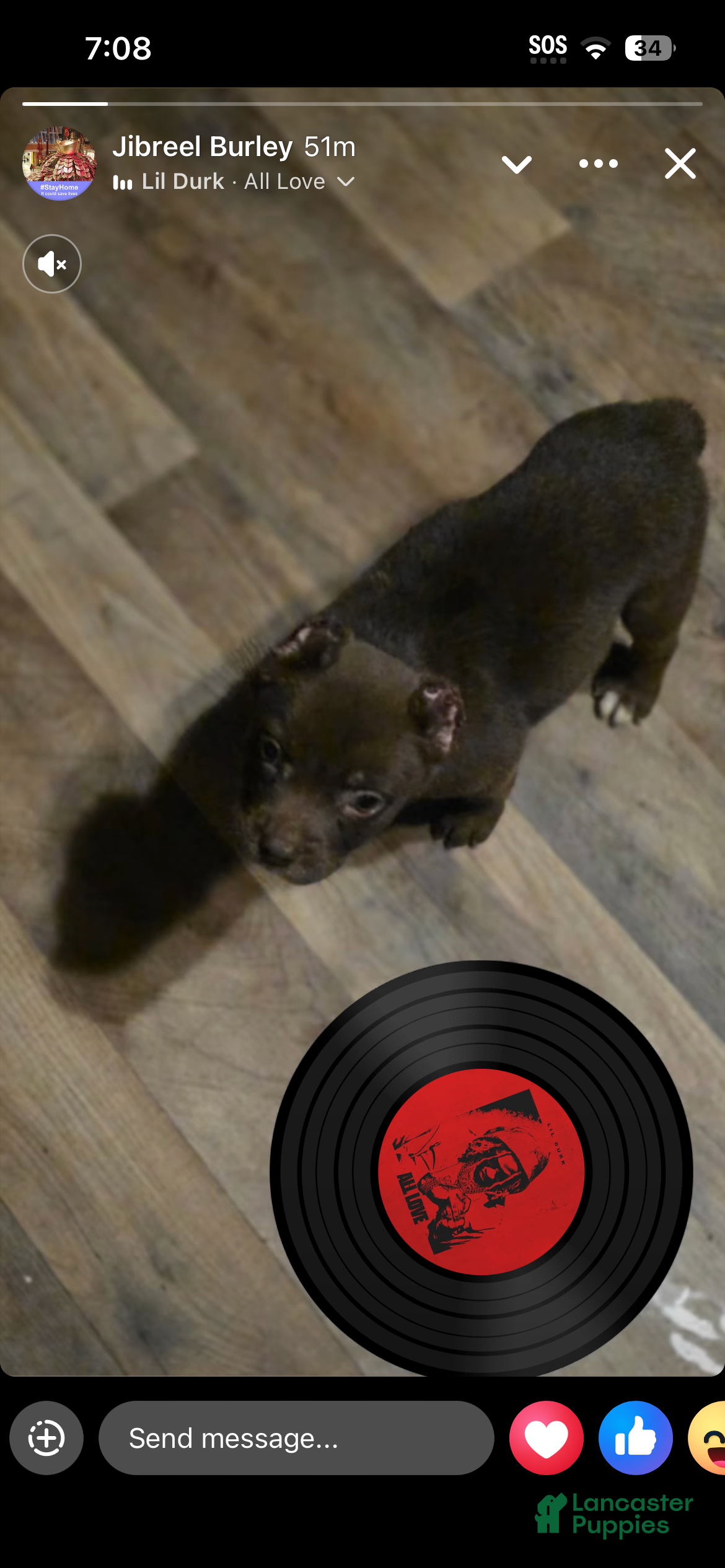 American Bully dogs for sale: American Bully 10 - Ad 39