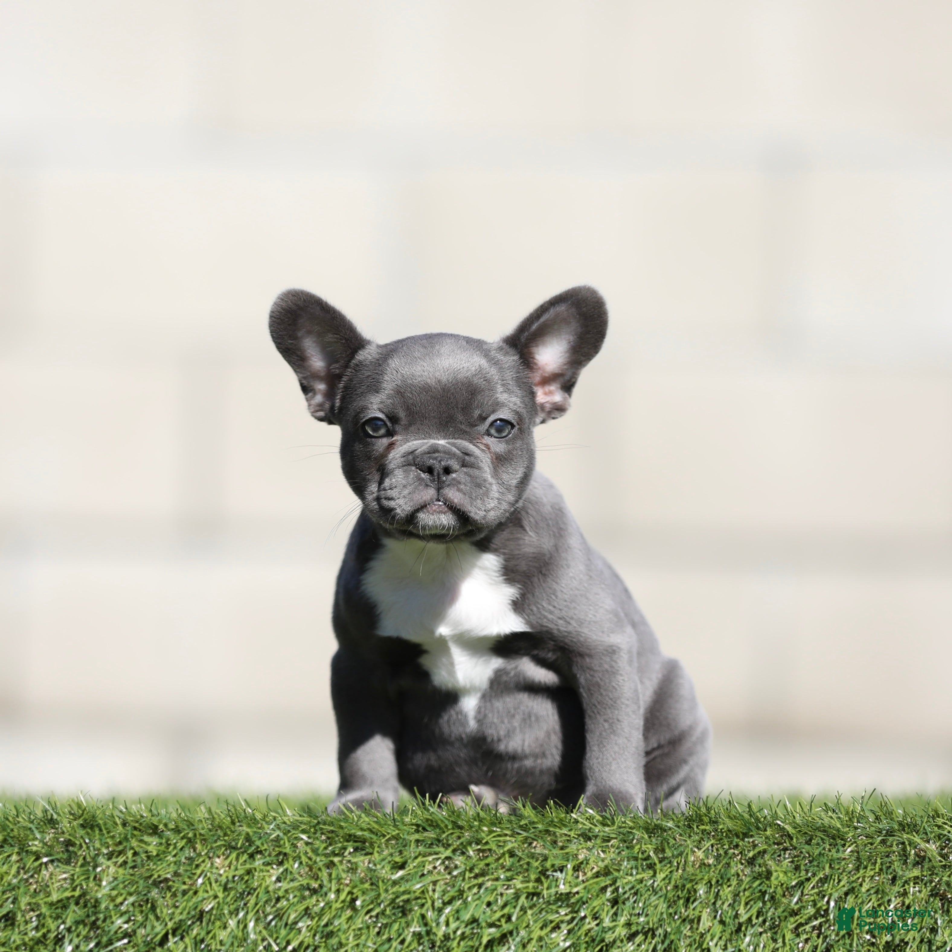 French Bulldog dogs French Bulldog 4 - Ad 14