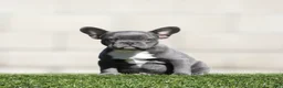 French Bulldog dogs for sale: French Bulldog 4 - Ad 1