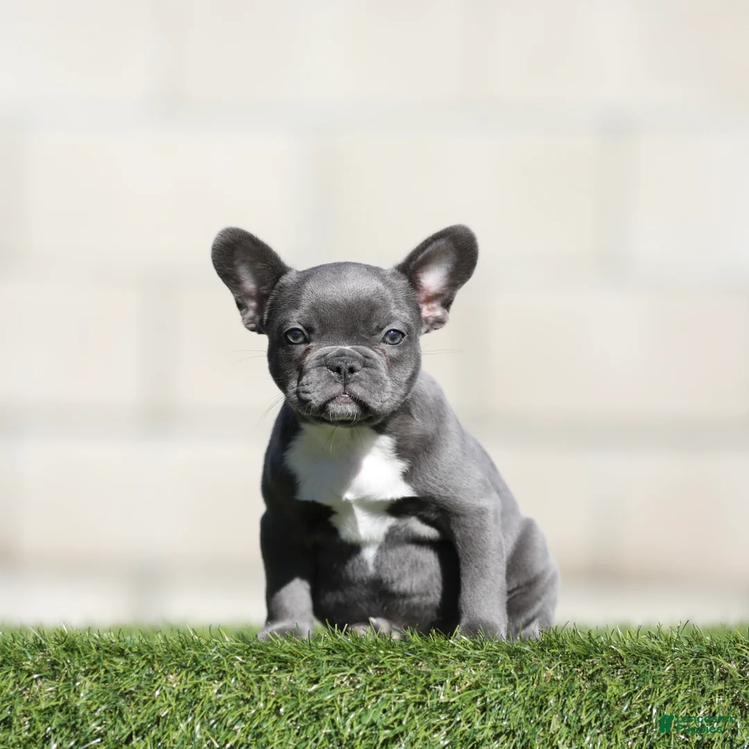 French Bulldog dogs for sale: French Bulldog 4 - Ad 1