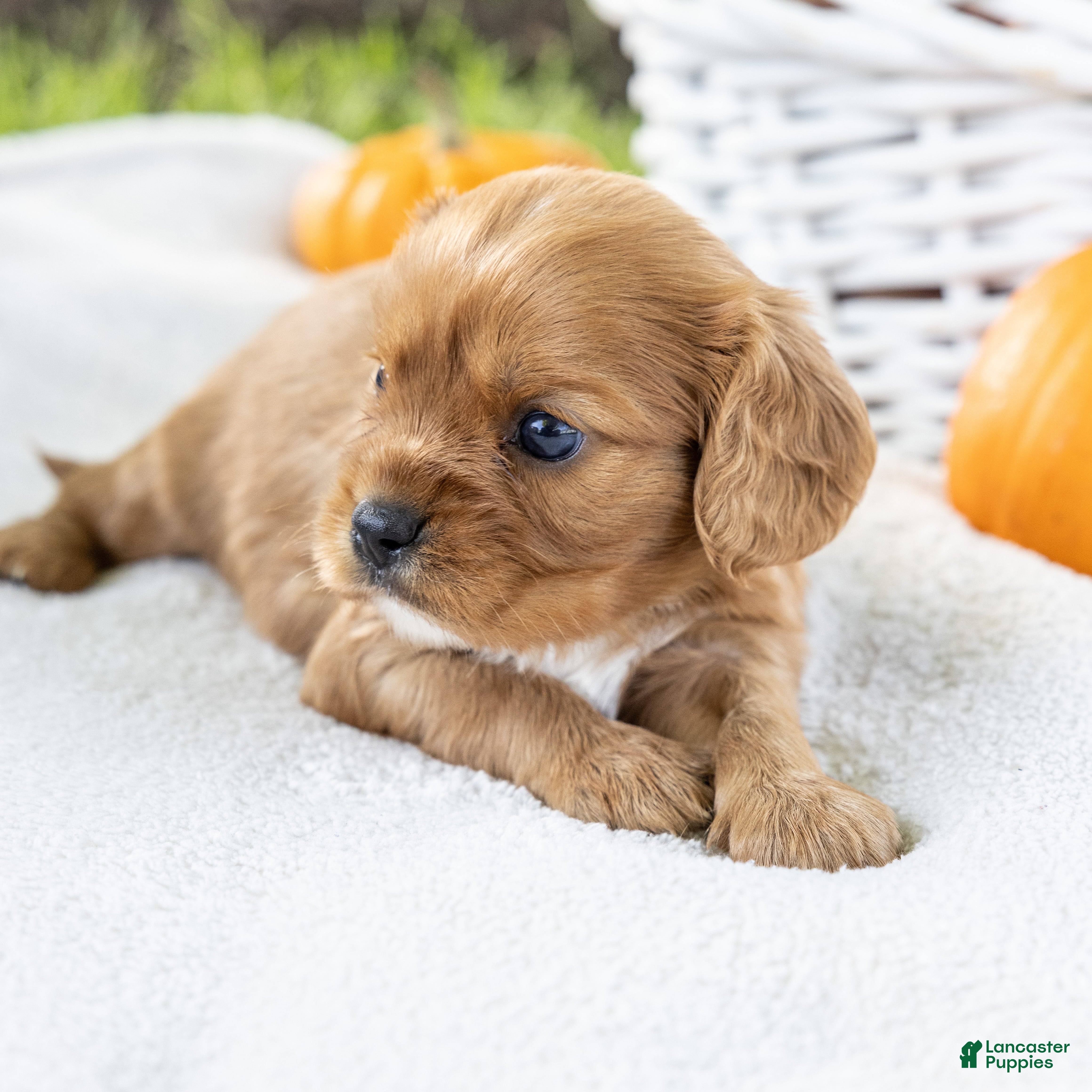 Cavalier King Charles Spaniel dogs Chipy - Ad 2