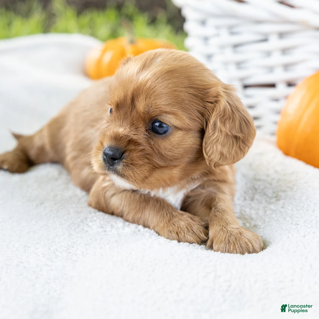 Cavalier King Charles Spaniel dogs for sale: Chipy - Ad 2