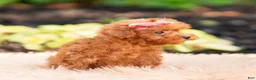 Maltipoo dogs for sale: Berribelle - Ad 2