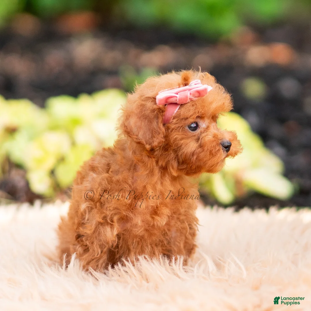 Maltipoo dogs for sale: Berribelle - Ad 2