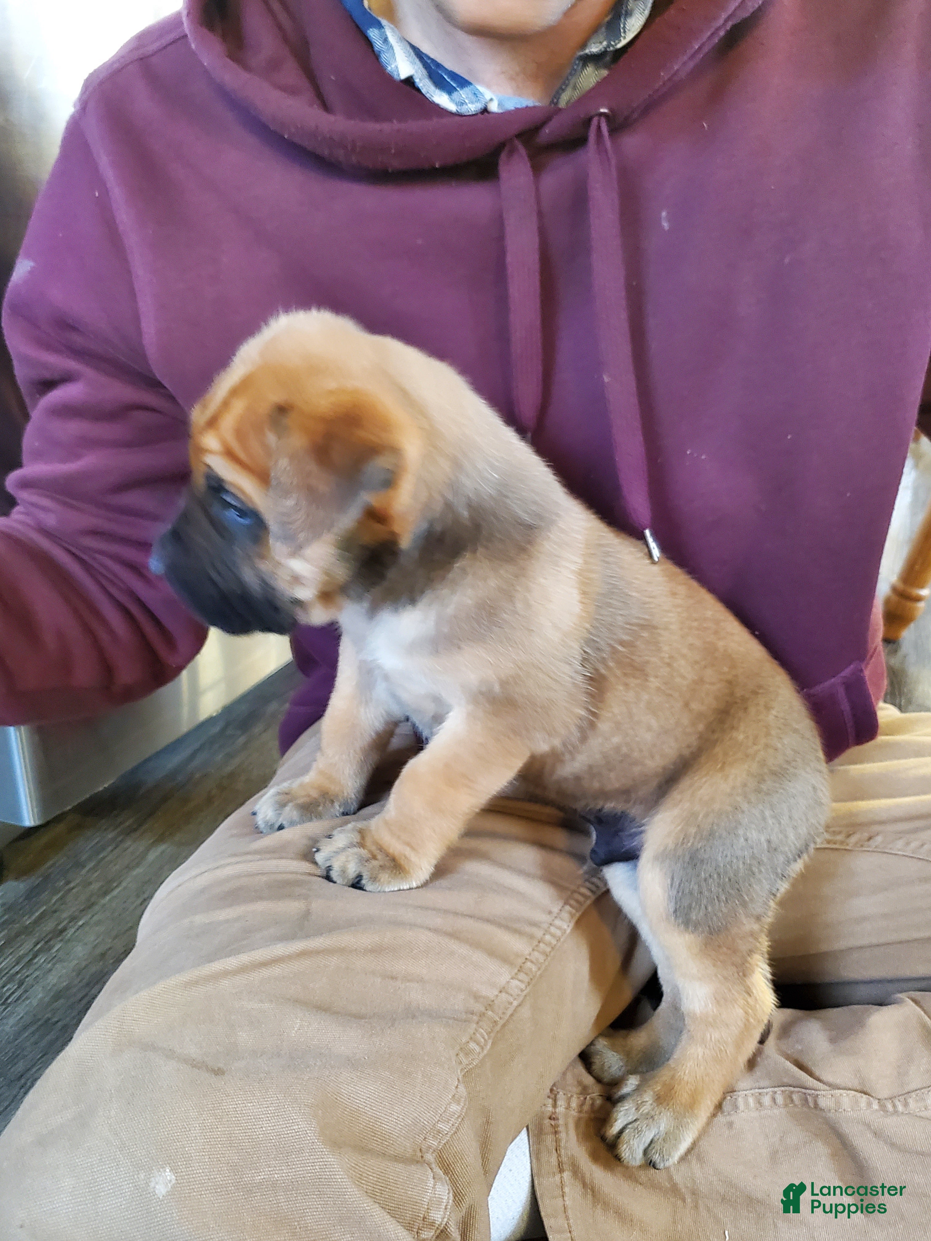 English Mastiff dogs Finn - Ad 2