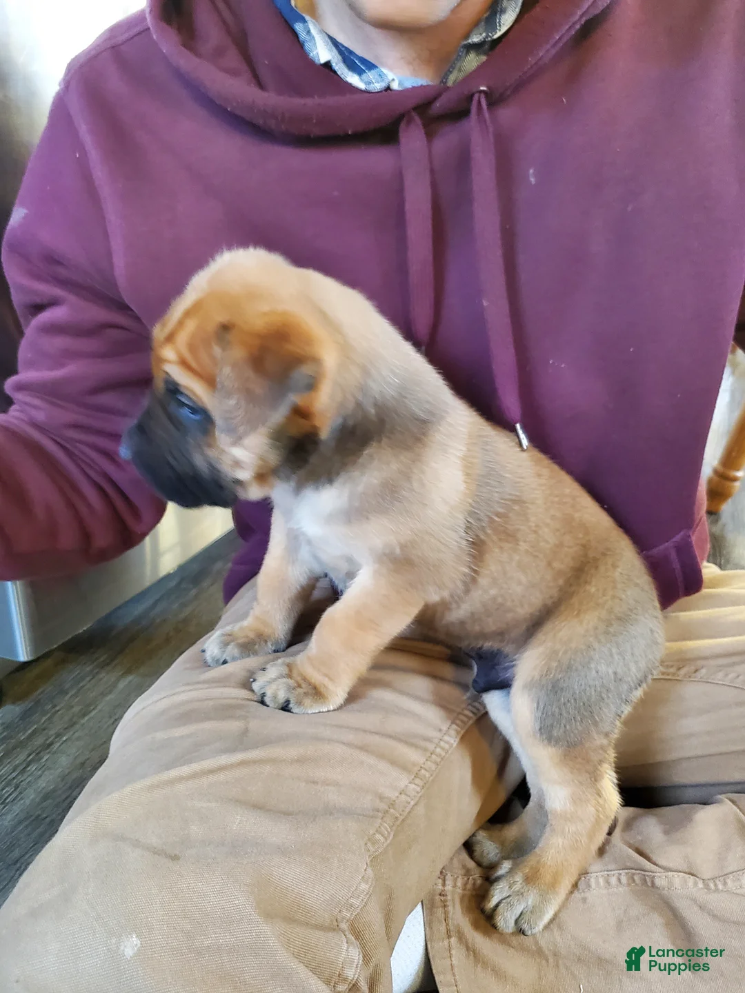 English Mastiff dogs for sale: Finn - Ad 2