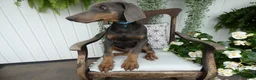 Doberman Pinscher dogs for sale: Doberman Pinscher 1 Baxter - Ad 6