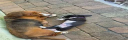 Basset Hound dogs for sale: 💙 READY NOW purple collar - Ad 2
