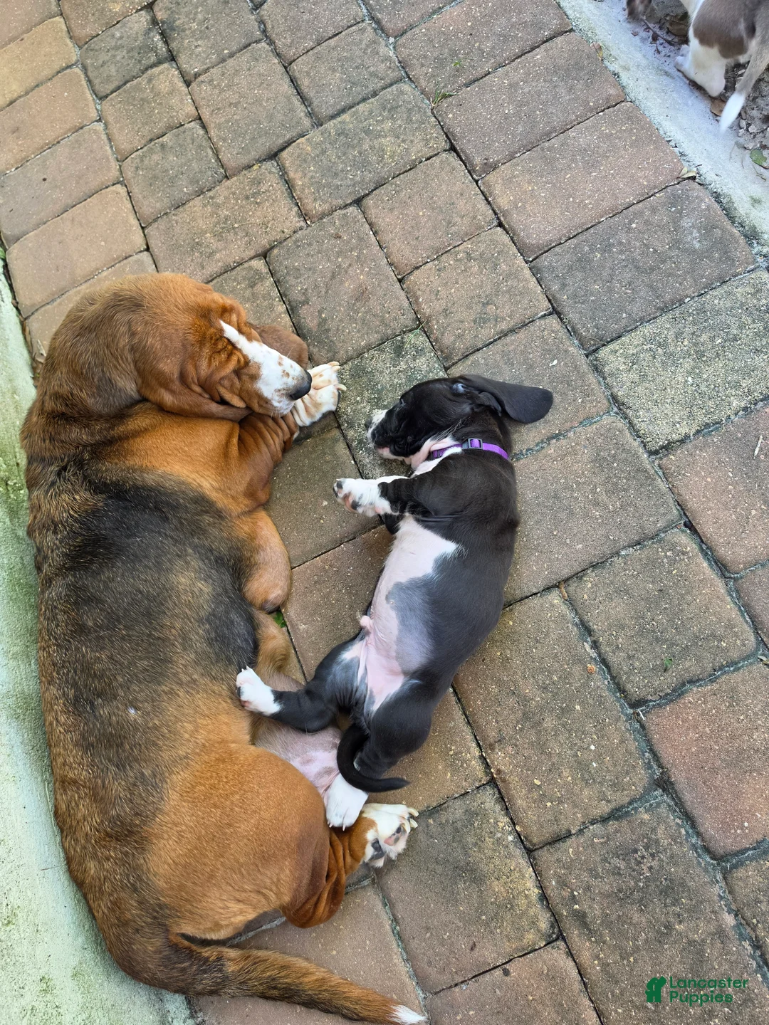 Basset Hound dogs for sale: 💙 READY NOW purple collar - Ad 2