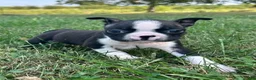 Boston Terrier dogs for sale: Uma - Ad 1