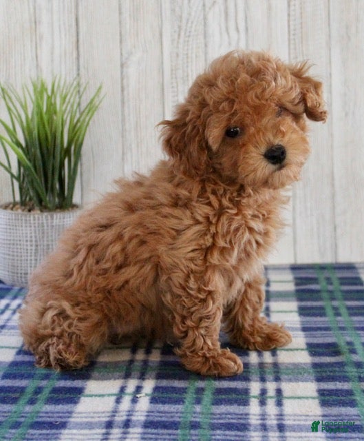 Maltipoo dogs Pippa - Ad 2