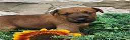 Irish Terrier dogs for sale: Ripley - Ad 1