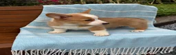 Welsh Corgi Pembroke dogs for sale: Jojo - Ad 13