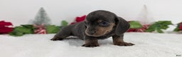 Miniature Dachshund dogs for sale: Xavier - Ad 9