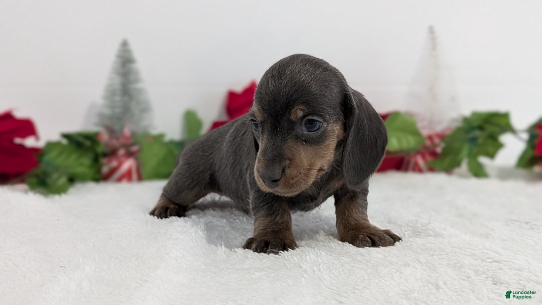 Miniature Dachshund dogs for sale: Xavier - Ad 9