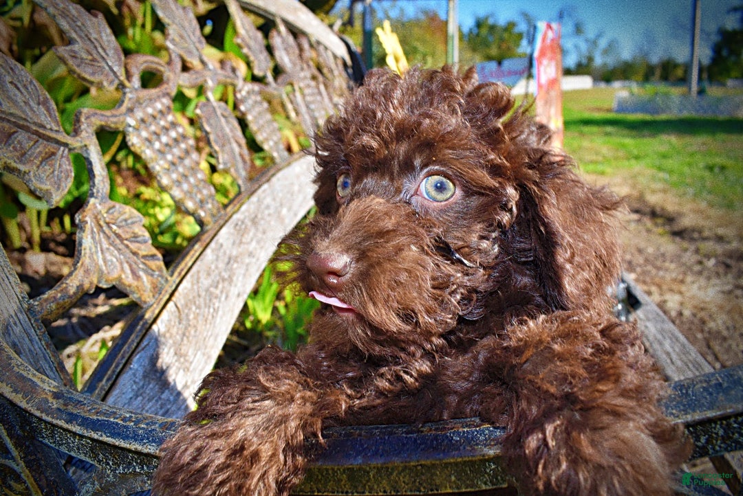 Havapoo dogs for sale: Isabella - Ad 6