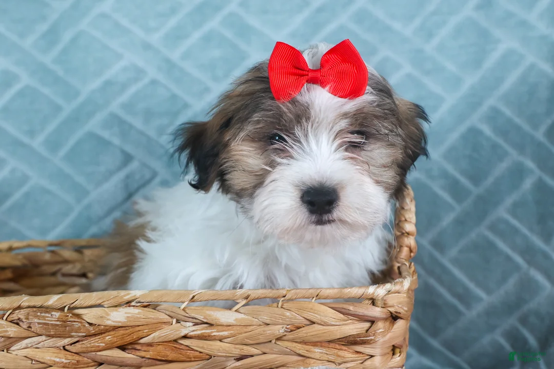 Teddy Bear dogs for sale: GEO - Ad 7