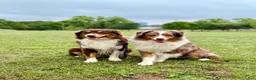Australian Shepherd dogs for sale: Ransom - Ad 9