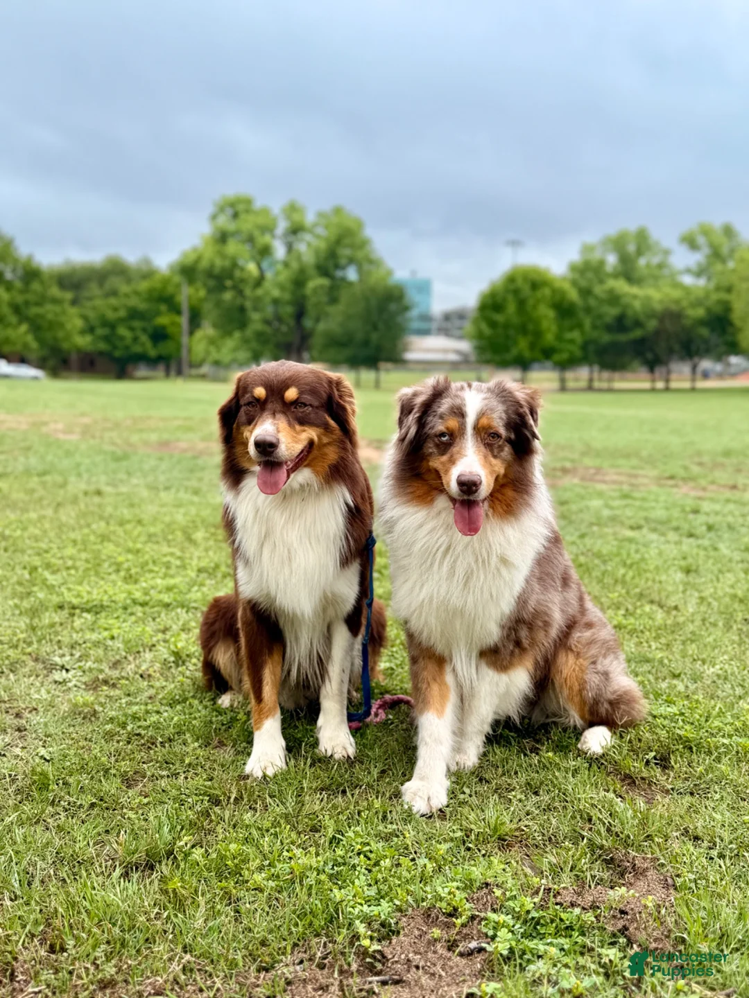 Australian Shepherd dogs for sale: Ransom - Ad 9