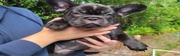 French Bulldog dogs for sale: Elinor - French Bulldog Puppy 2 - Ad 8