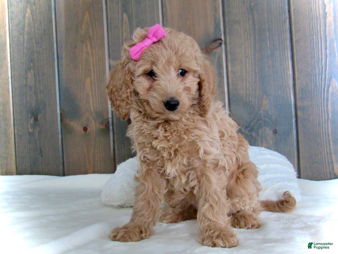 Mini Goldendoodle dogs for sale: Mindy - Ad 2