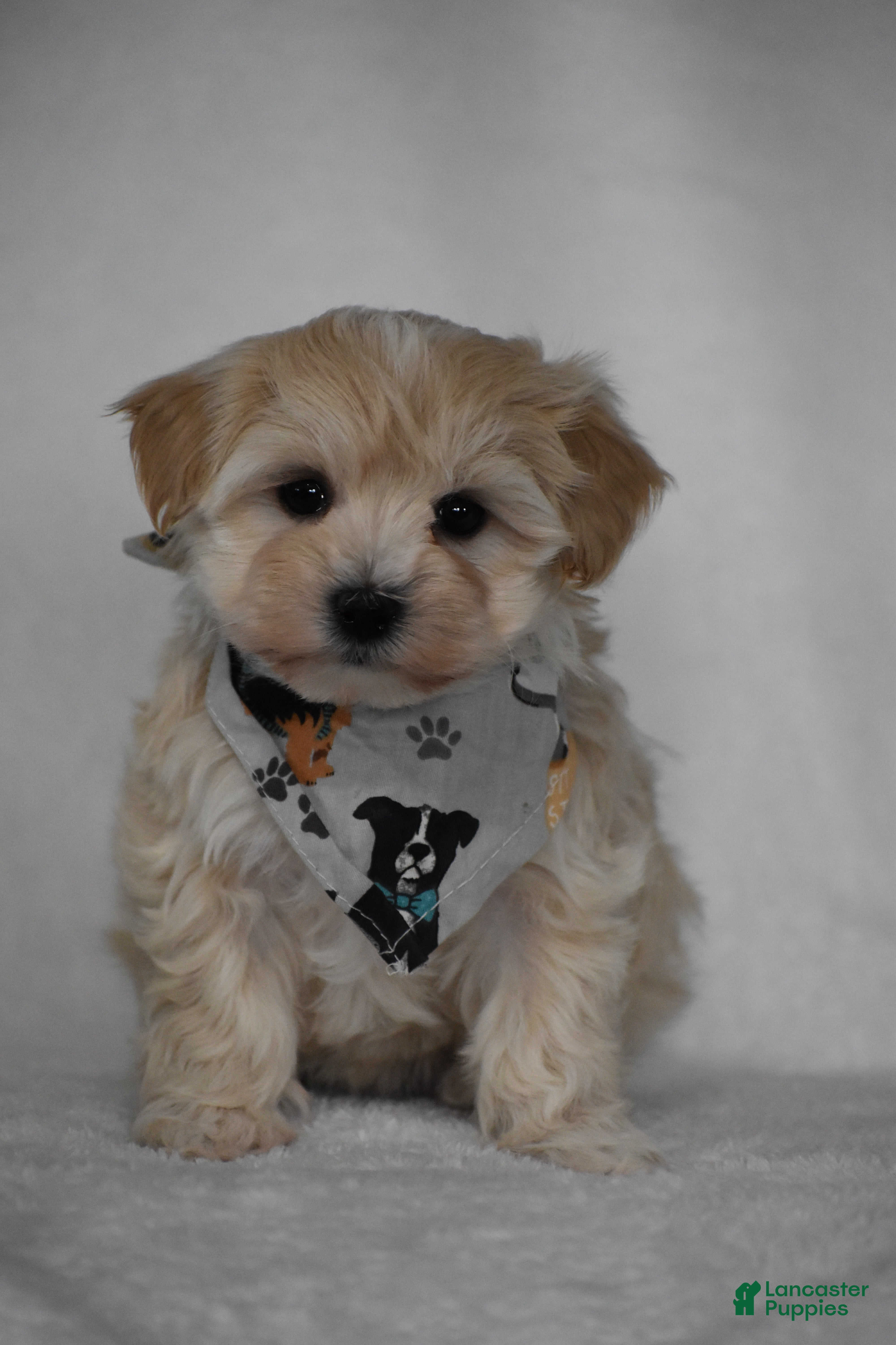 Maltipoo dogs Olive - Ad 1