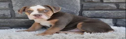 Beabull dogs for sale: Bonnie - Ad 2