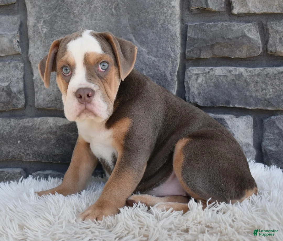 Beabull dogs for sale: Bonnie - Ad 2