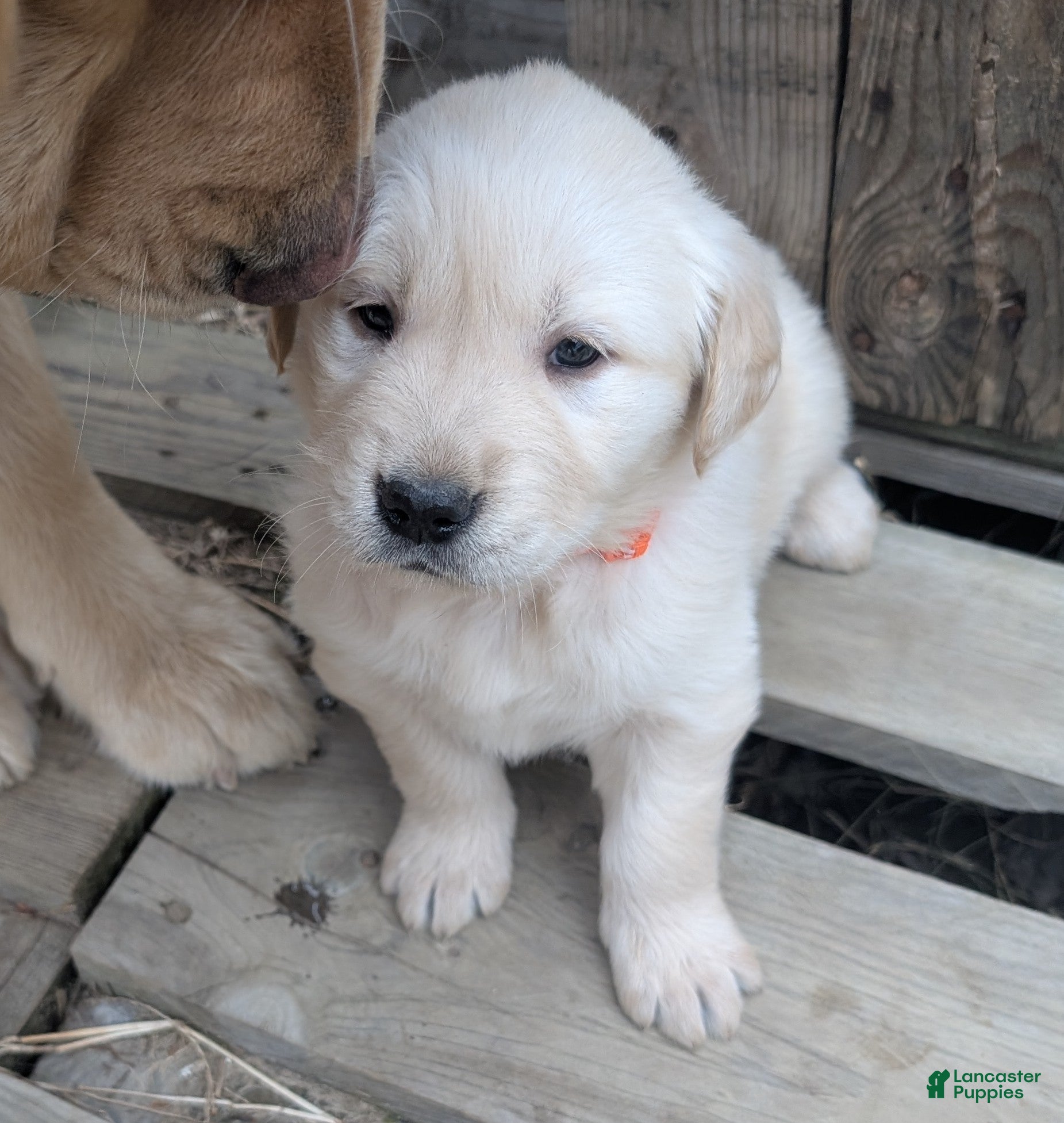Golden Retriever dogs Daisy - Ad 5