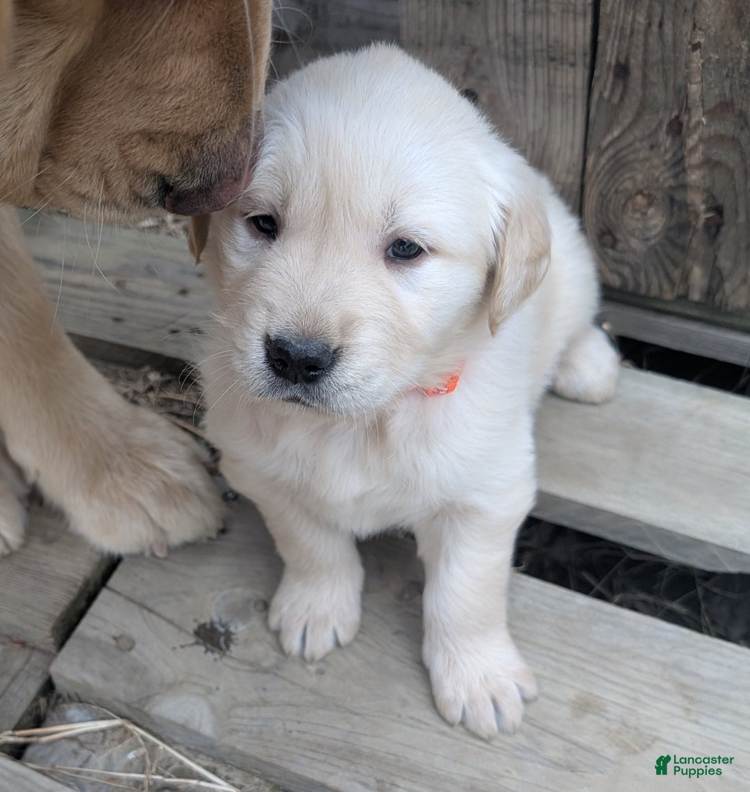 Golden Retriever dogs for sale: Daisy - Ad 1