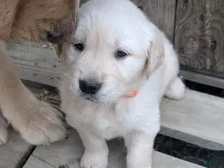 Golden Retriever dogs Daisy - Ad 25