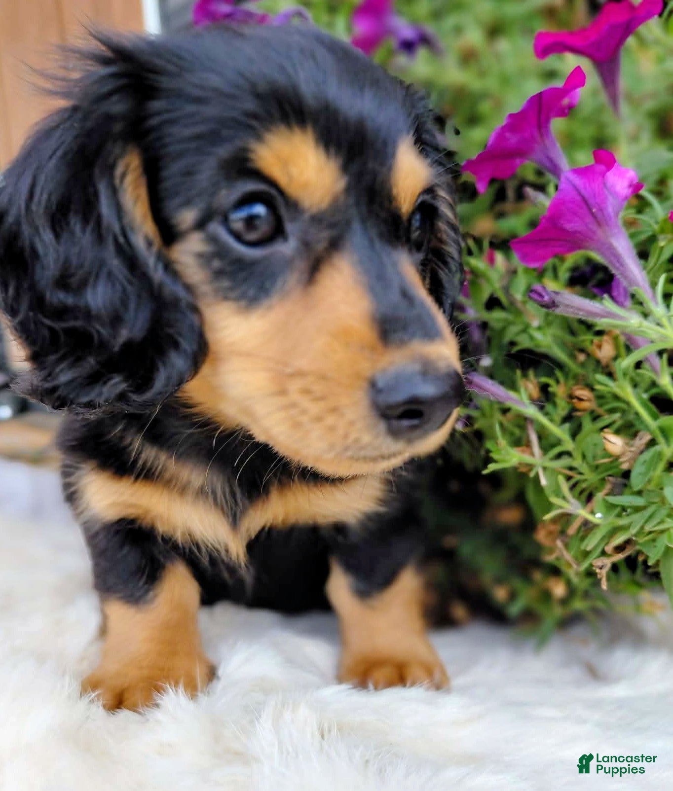 Miniature Dachshund dogs Forest - Ad 36