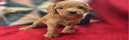 Cavapoo dogs for sale: Grub - Ad 17