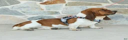 Basset Hound dogs for sale: Allie - Ad 9
