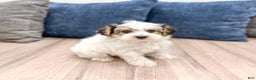 Yorkiepoo dogs for sale: Champ - Ad 3