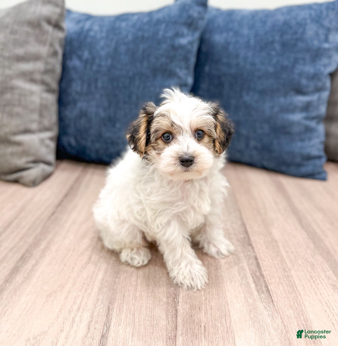 Yorkiepoo dogs for sale: Champ - Ad 3