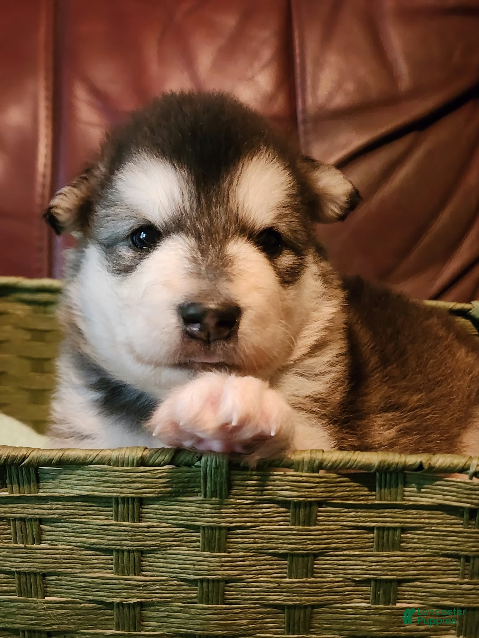 Wanda (Alaskan Malamute, Female) in North Lewisburg, OH