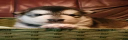 Alaskan Malamute dogs for sale: Wanda - Ad 1
