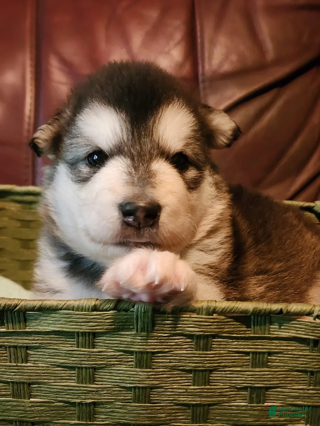 Alaskan Malamute dogs for sale: Wanda - Ad 1