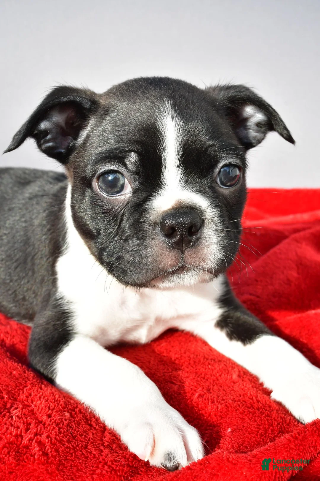 Boston Terrier dogs for sale: Myles - Ad 1