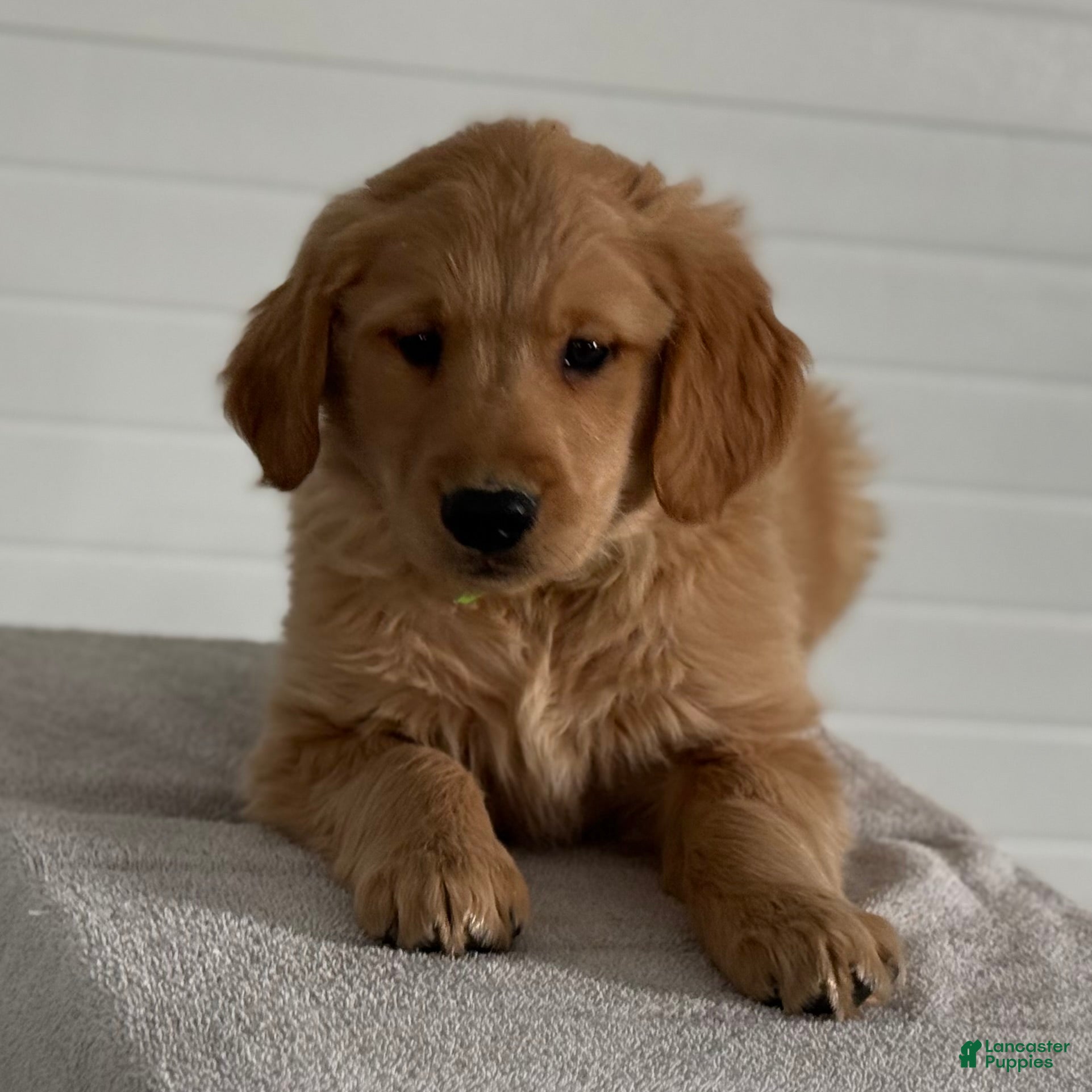 Golden Retriever dogs Kordell - Ad 2