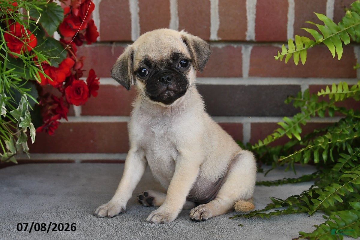 Puggle dogs Sunflower - Ad 1