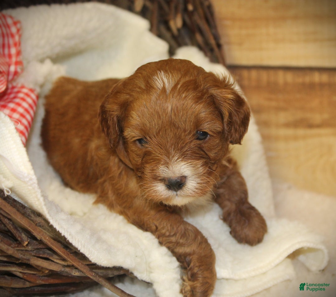 Cavapoo dogs for sale: Taco - Ad 3
