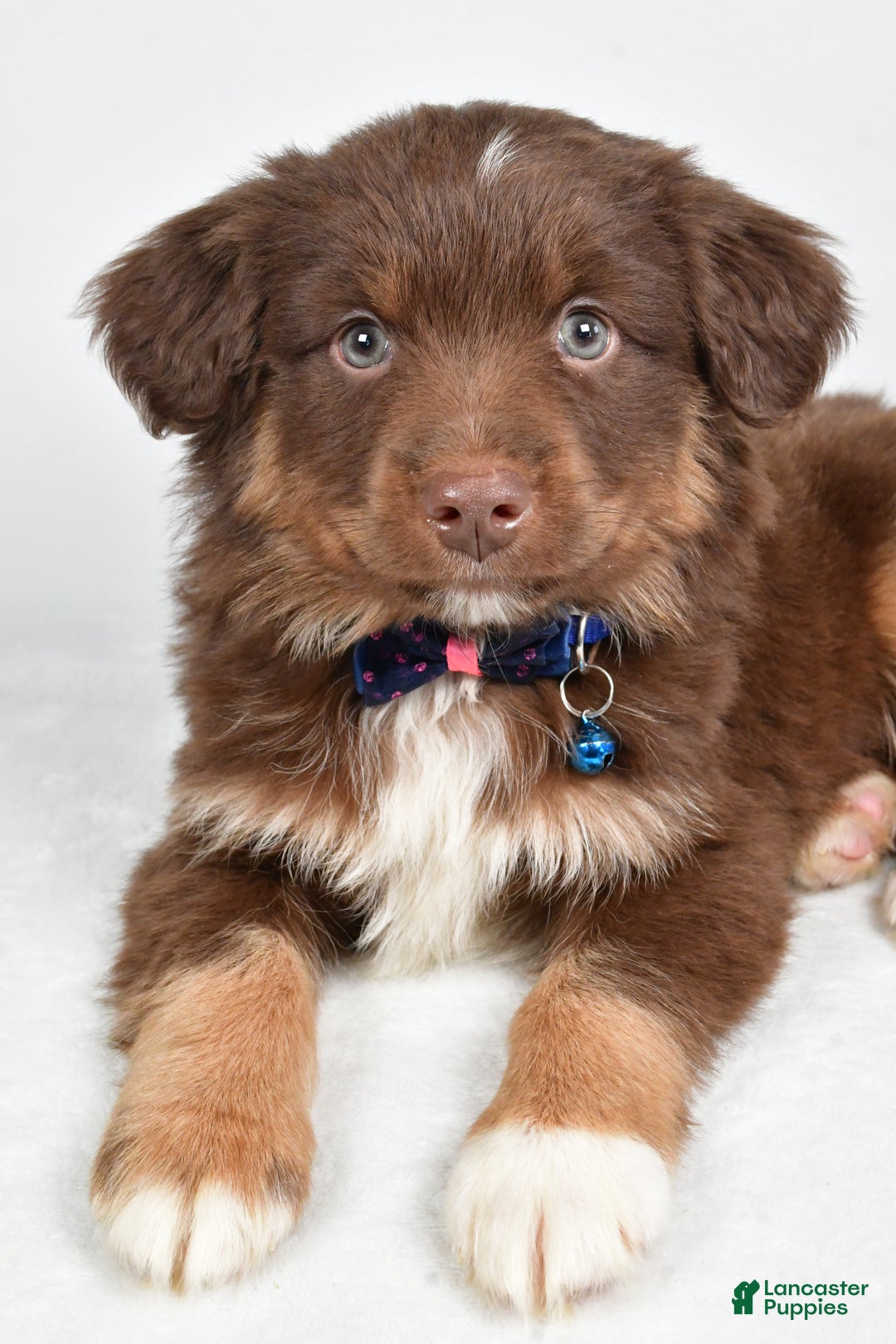 Miniature Australian Shepherd dogs for sale: Romeo - Ad 4