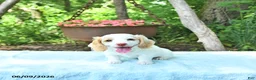 Miniature Dachshund dogs for sale: Precious - Ad 4