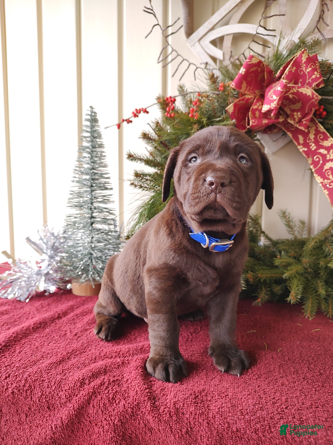 Labrador Retriever dogs for sale: Rugar - Ad 4