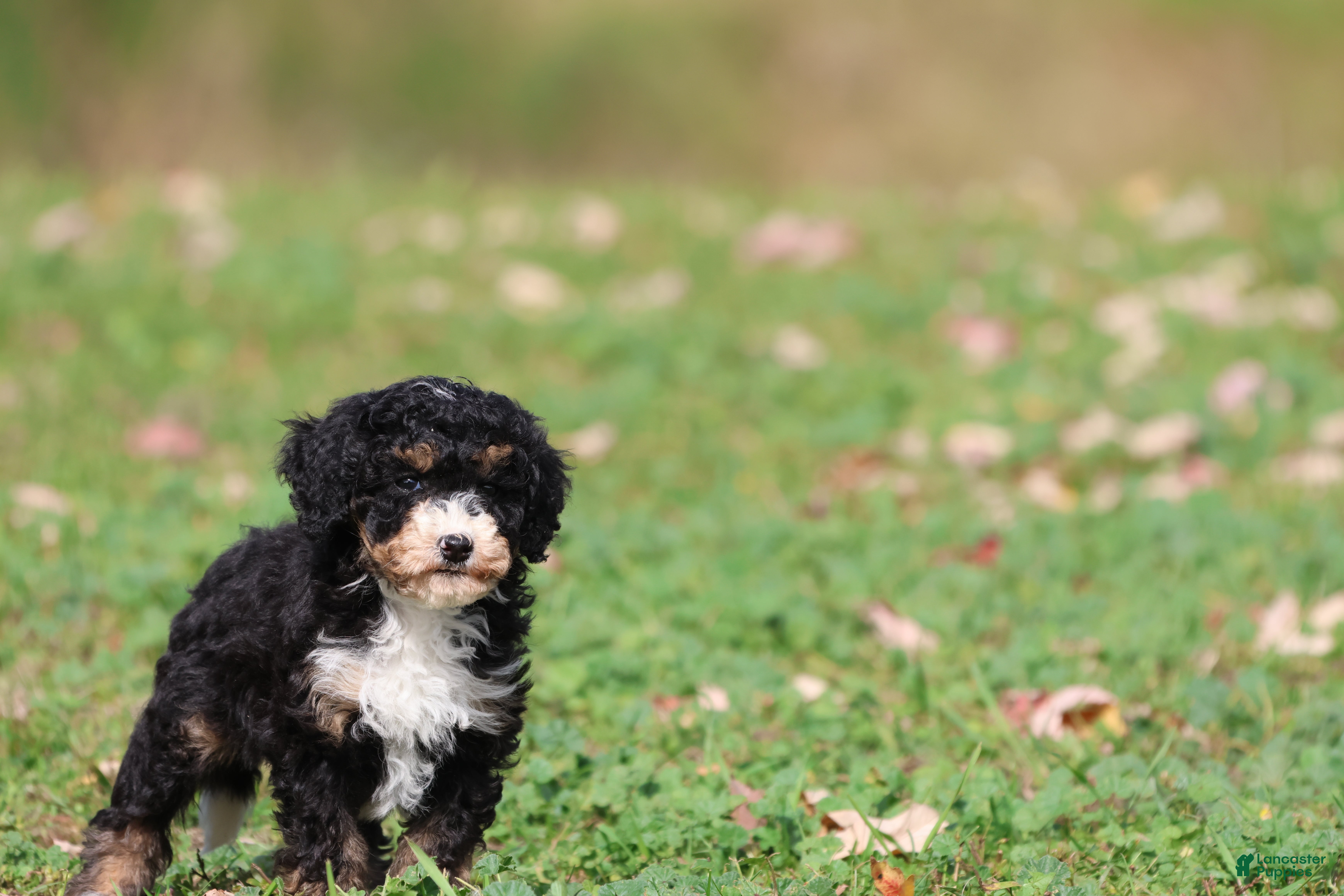 Mini Bernedoodle dogs Candy - Ad 2